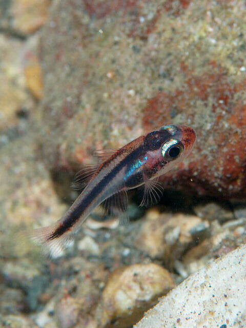 Image of Obliquebanded cardinalfish