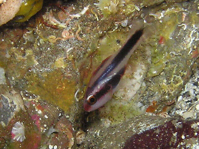 Image of Obliquebanded cardinalfish