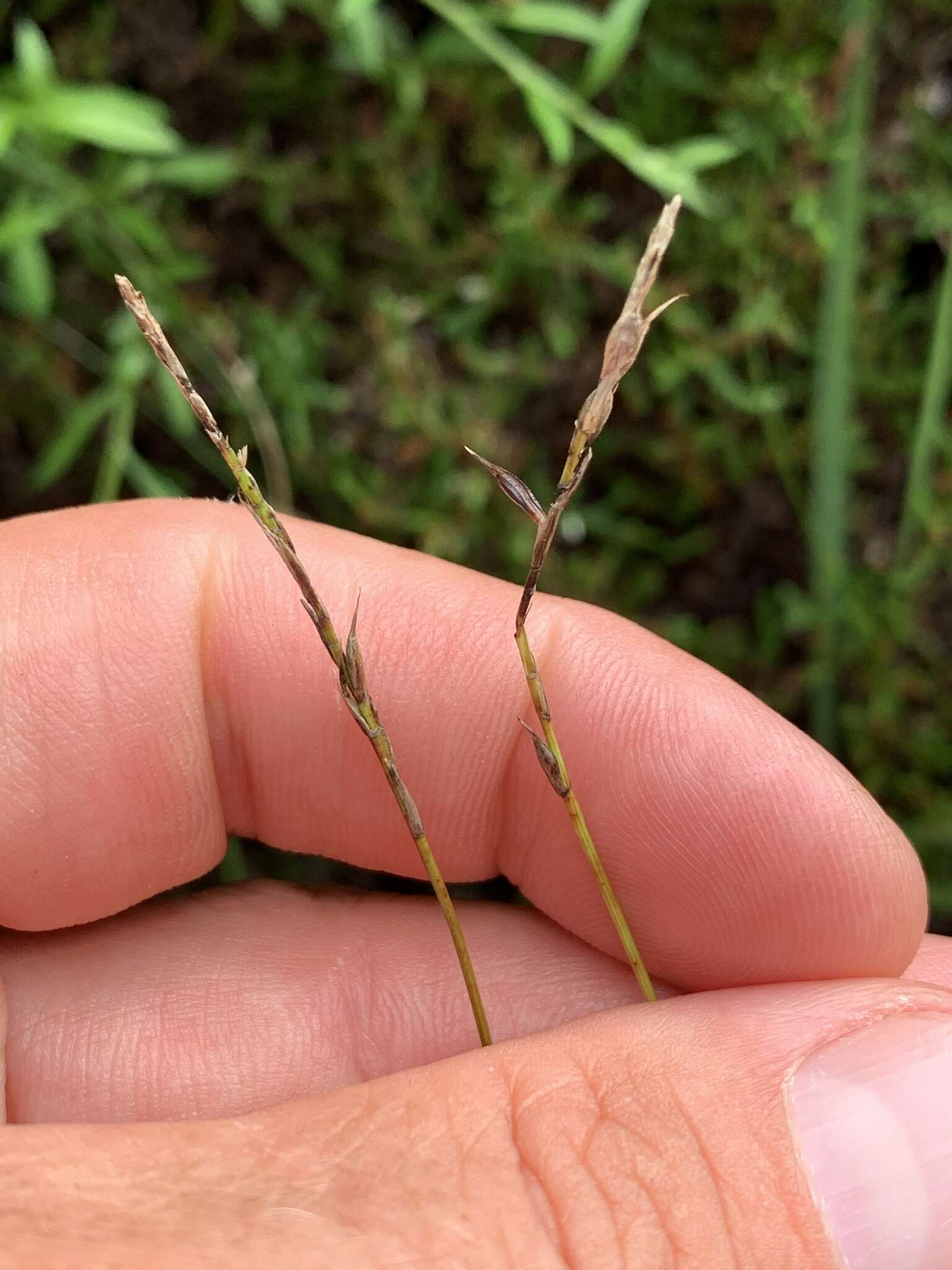 Image of Carex peregrina Link