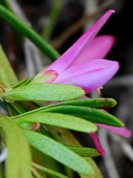 Image of Crowea exalata subsp. magnifolia Gebert