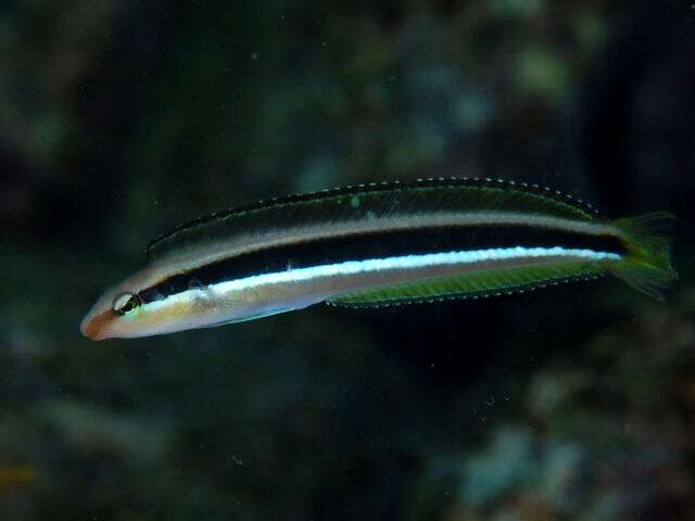 Image of Dussumier's Blenny