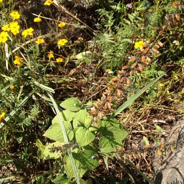 Image of lindenleaf sage