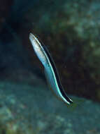 Image of Bluestriped Blenny