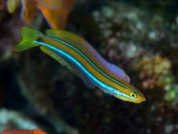 Image of Bluestriped Blenny