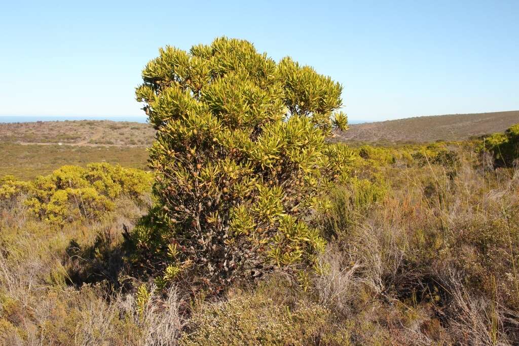 Image of Leucadendron meridianum Salter ex I. Williams