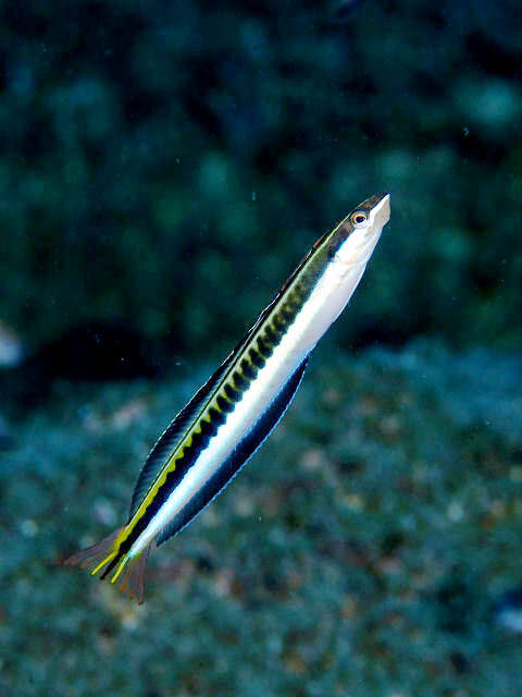 Image of Hit and Run Blenny