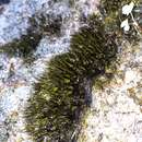 Image of bristly swan-neck moss