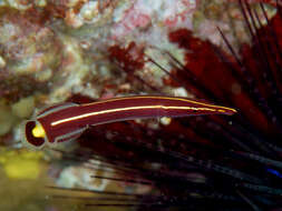 Image of Diademichthys