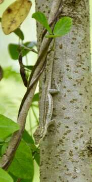 Anolis litoralis Garrido 1975 resmi