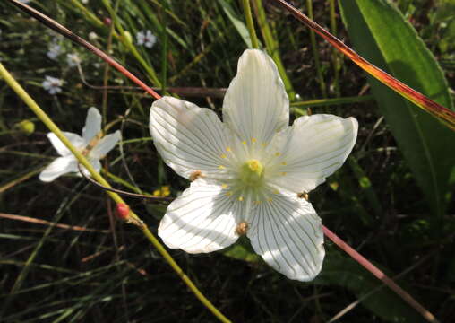 Image of fen grass of Parnassus