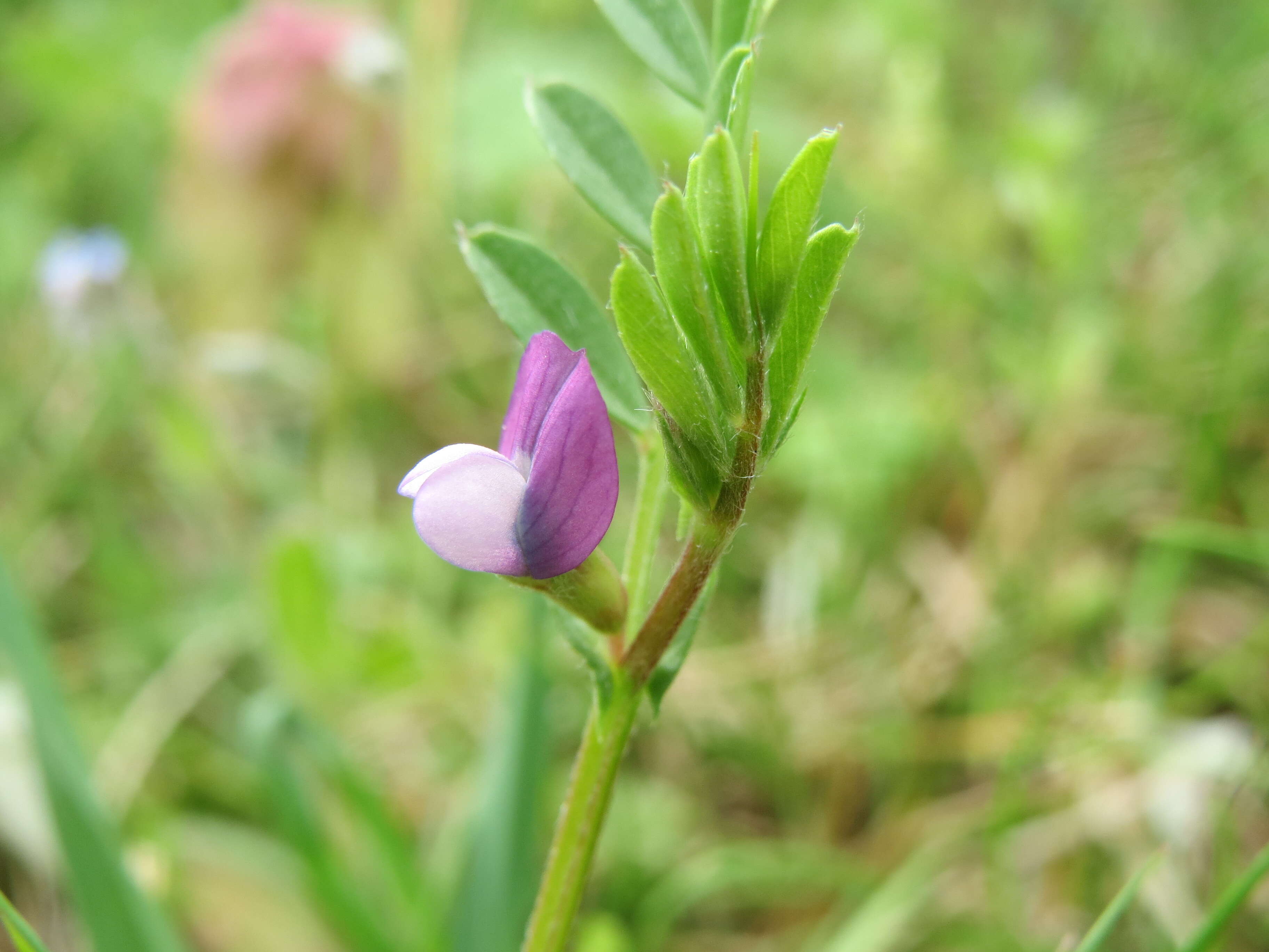 Imagem de Vicia lathyroides L.