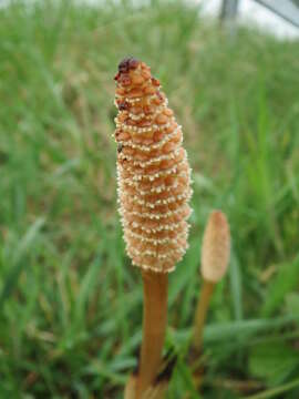 Image of field horsetail