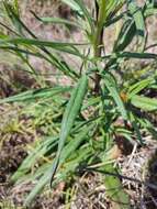 Image of Xerochrysum bracteatum (Vent.) Tzvelev