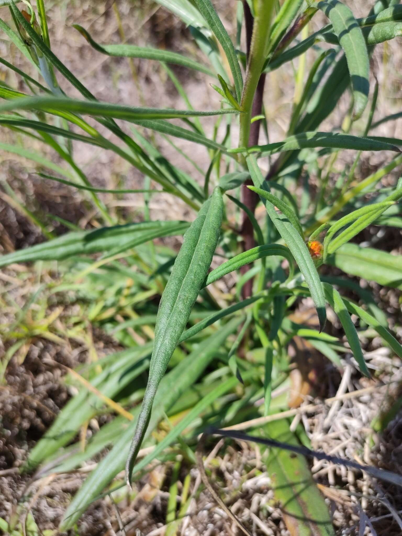 Plancia ëd Xerochrysum bracteatum (Vent.) Tzvelev