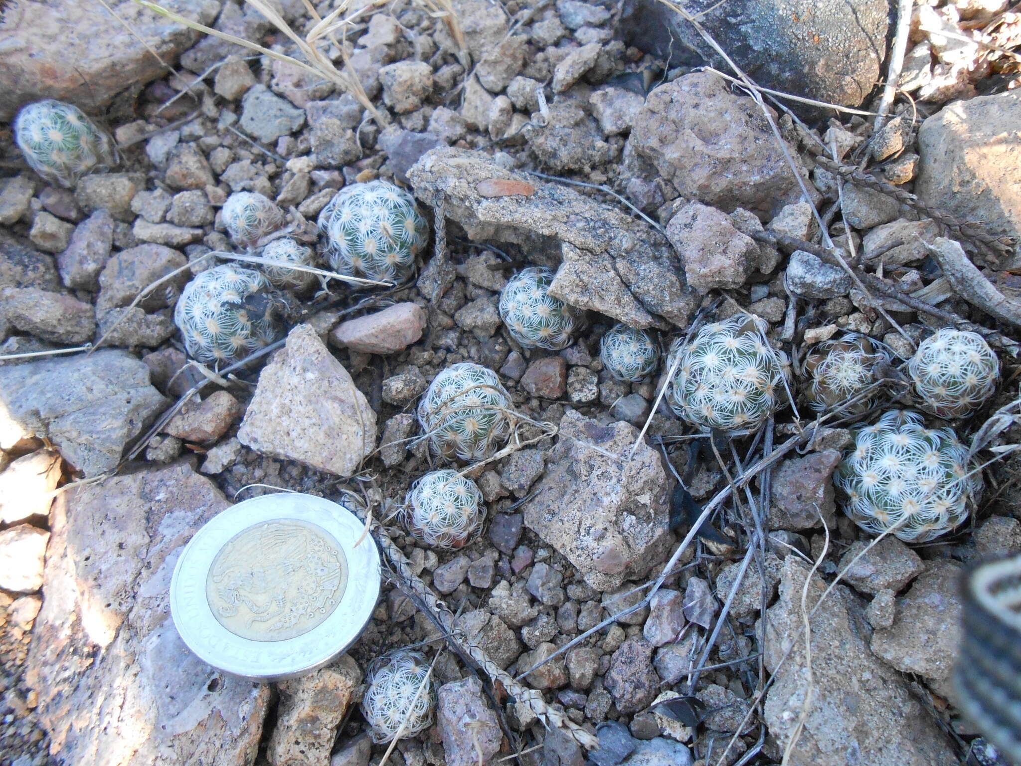 Image of Mammillaria saboae subsp. haudeana (A. B. Lau & K. Wagner) D. R. Hunt