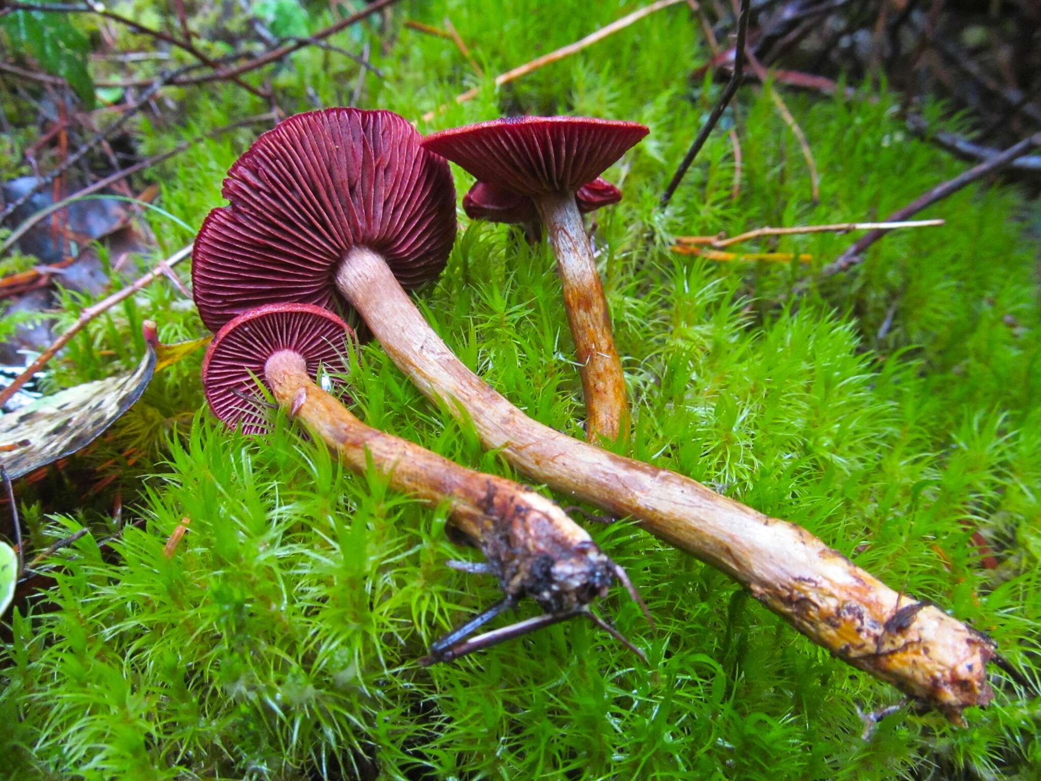 Image of Cortinarius smithii Ammirati, Niskanen & Liimat. 2013