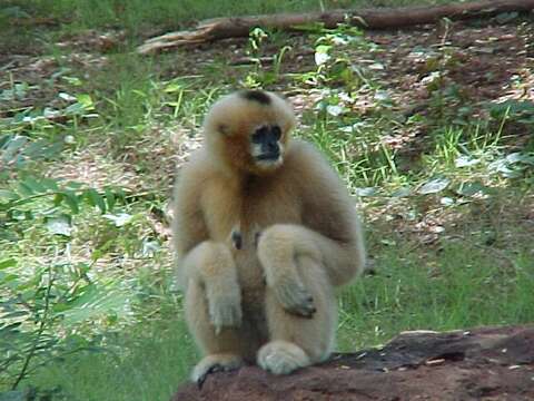 Image of Northern White-cheeked Gibbon