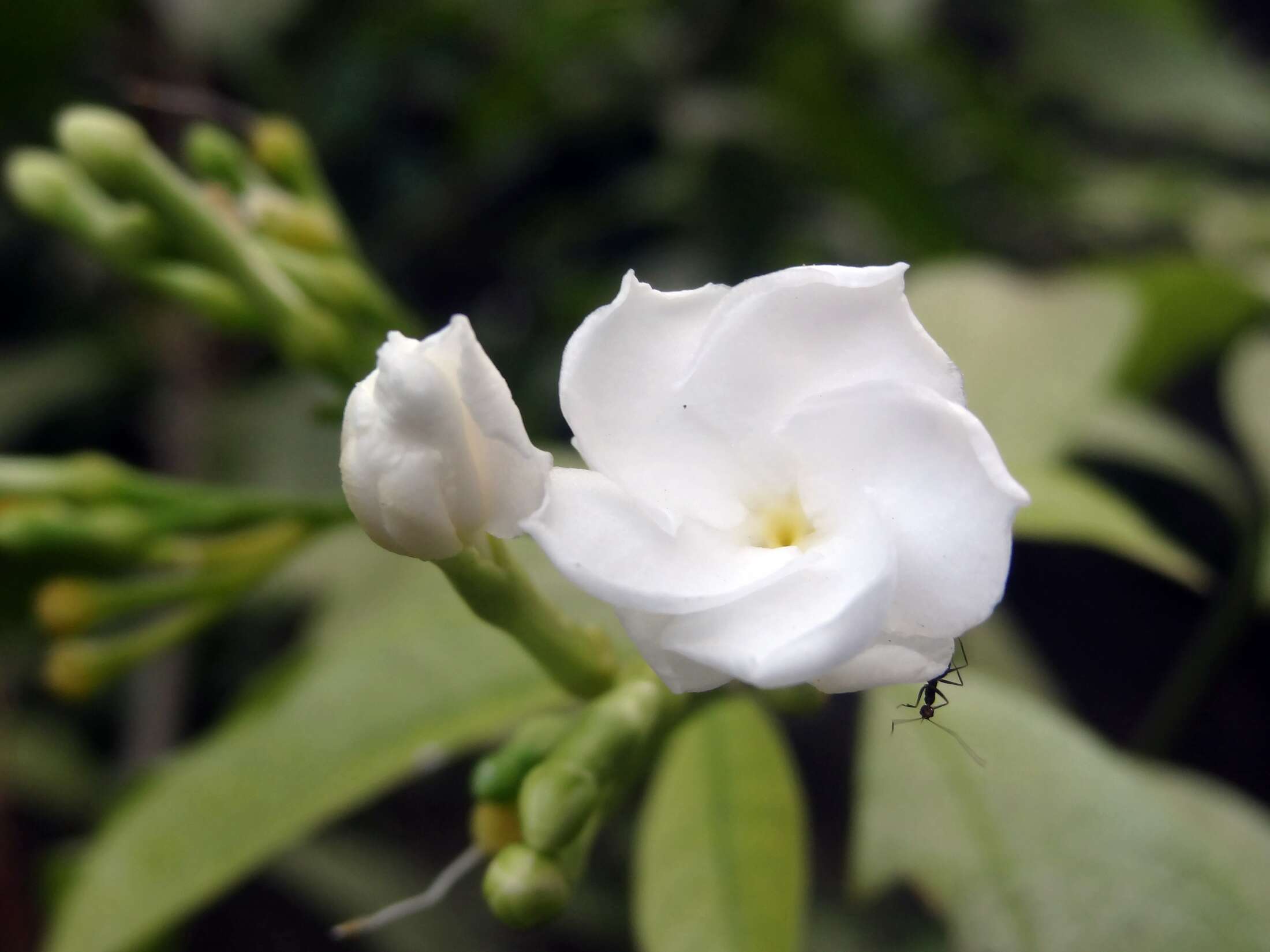 Plancia ëd Tabernaemontana divaricata (L.) R. Br. ex Roem. & Schult.