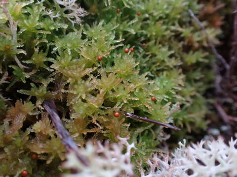 Sphagnum tenellum Bridel 1819的圖片