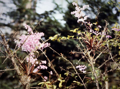 Imagem de Ionopsis utricularioides (Sw.) Lindl.