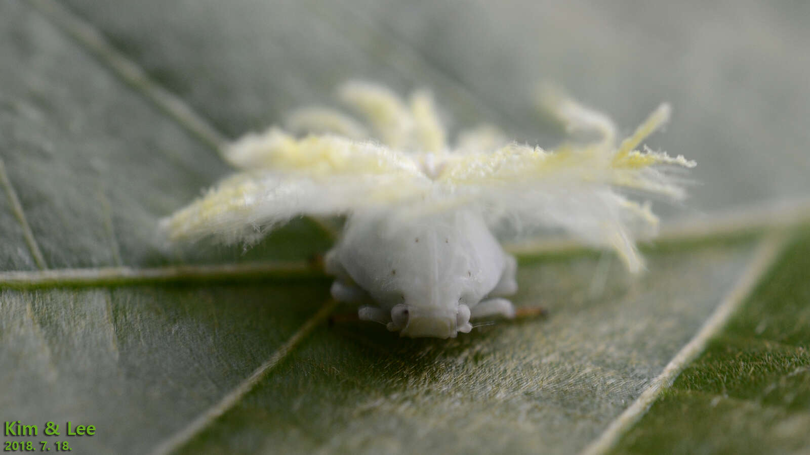 Image of Ricanula sublimata (Jacobi 1916)