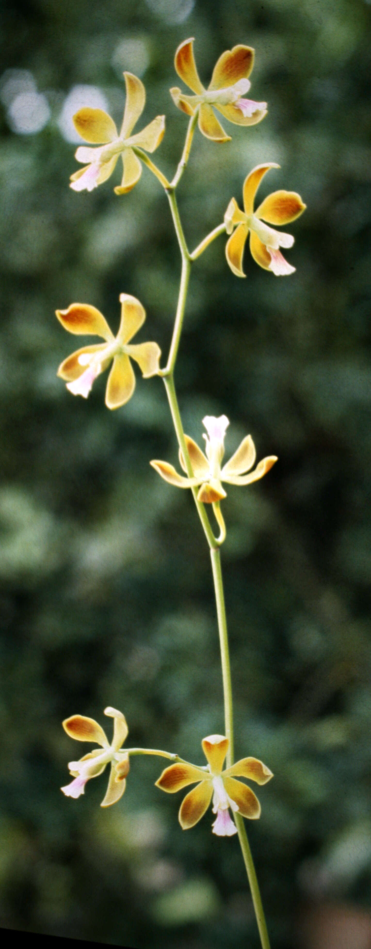 Image of Encyclia diurna (Jacq.) Schltr.