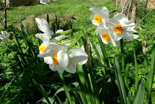 Image de Narcissus medioluteus Mill.