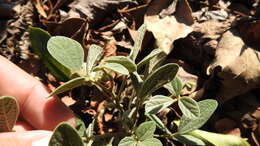 Image of Rhynchosia volubilis Lour.