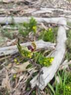 Image of Caladenia leptochila Fitzg.