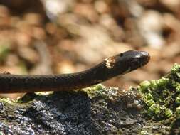 Image of Beddome’s Keelback