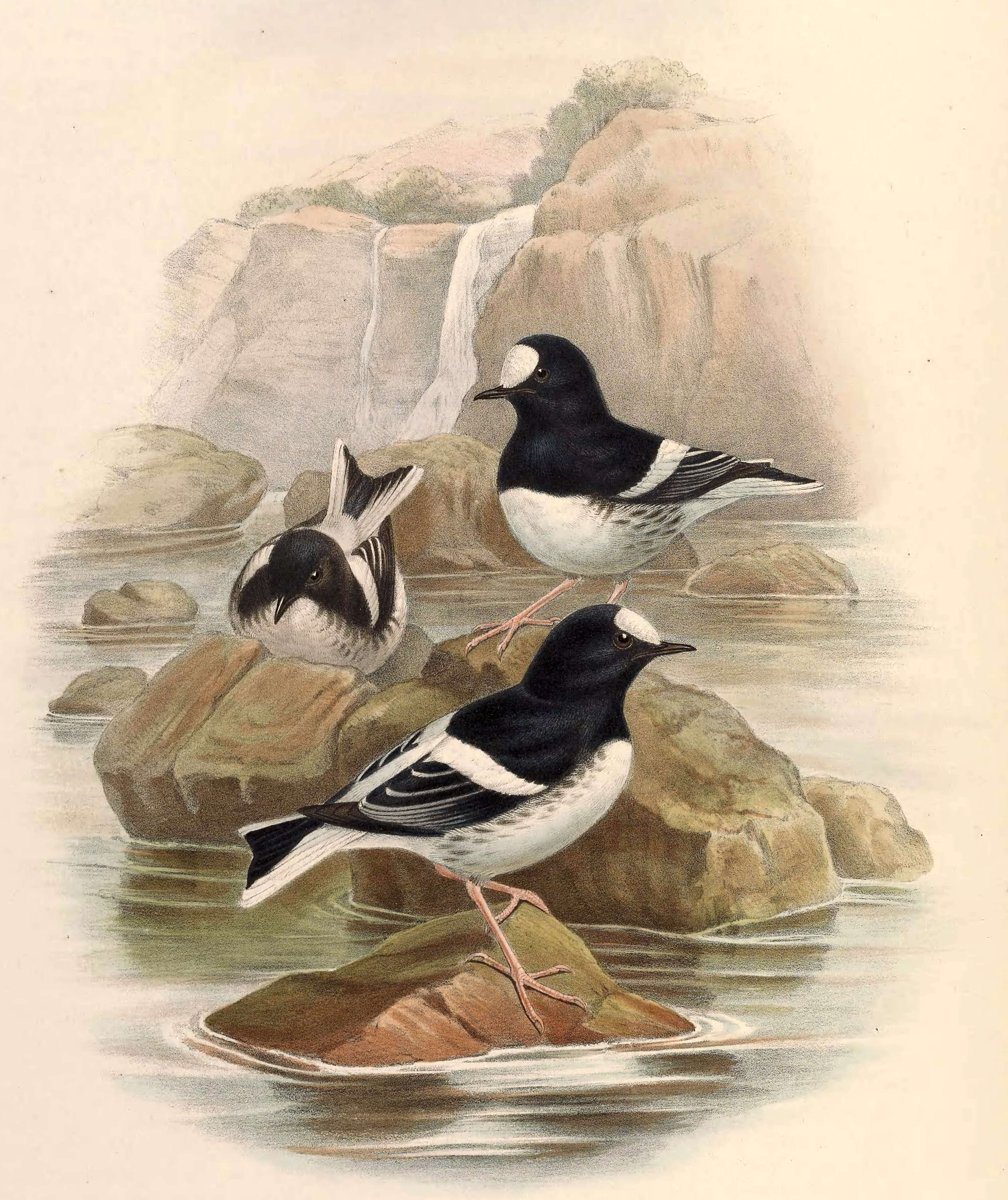 Image of Forktail