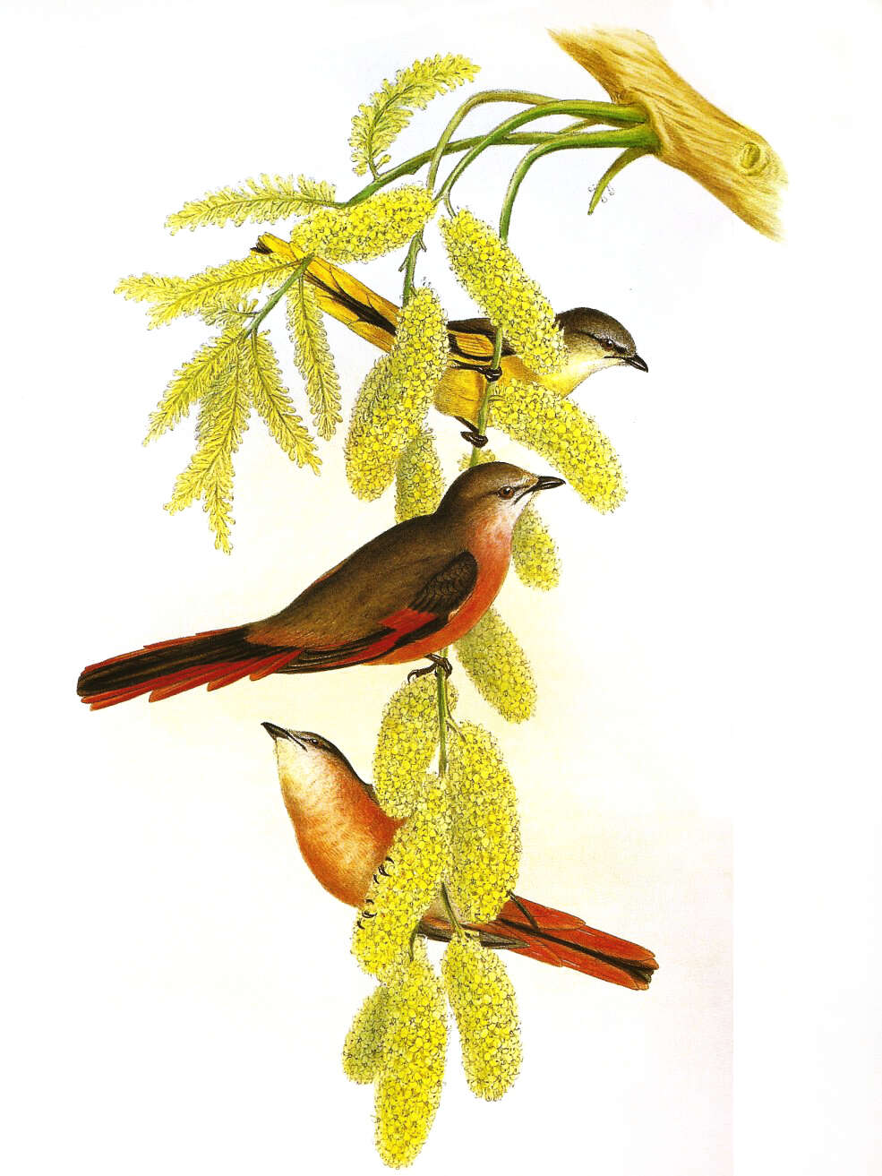 Image of Minivet