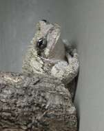Image of Gray Treefrog