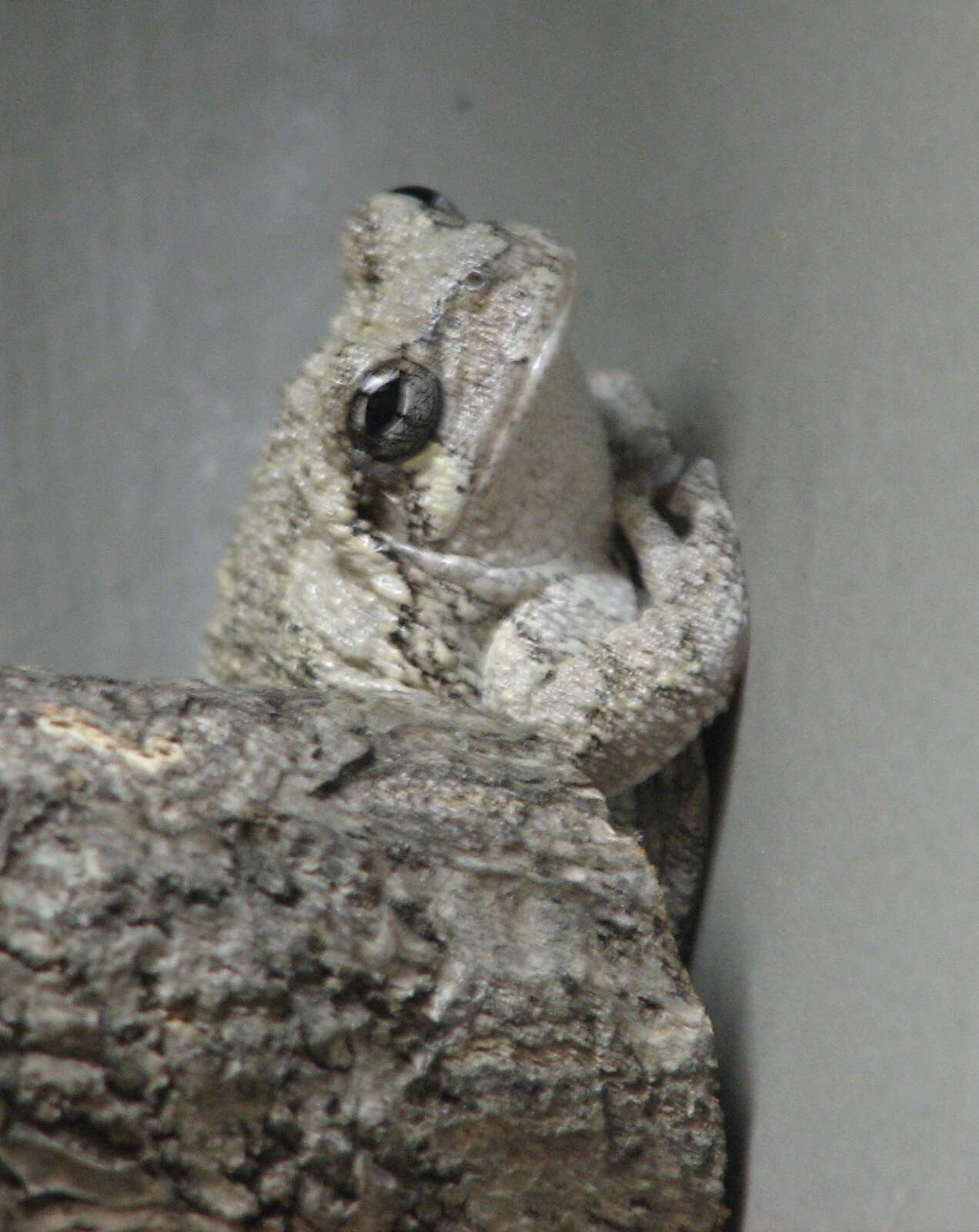 Image of Gray Treefrog