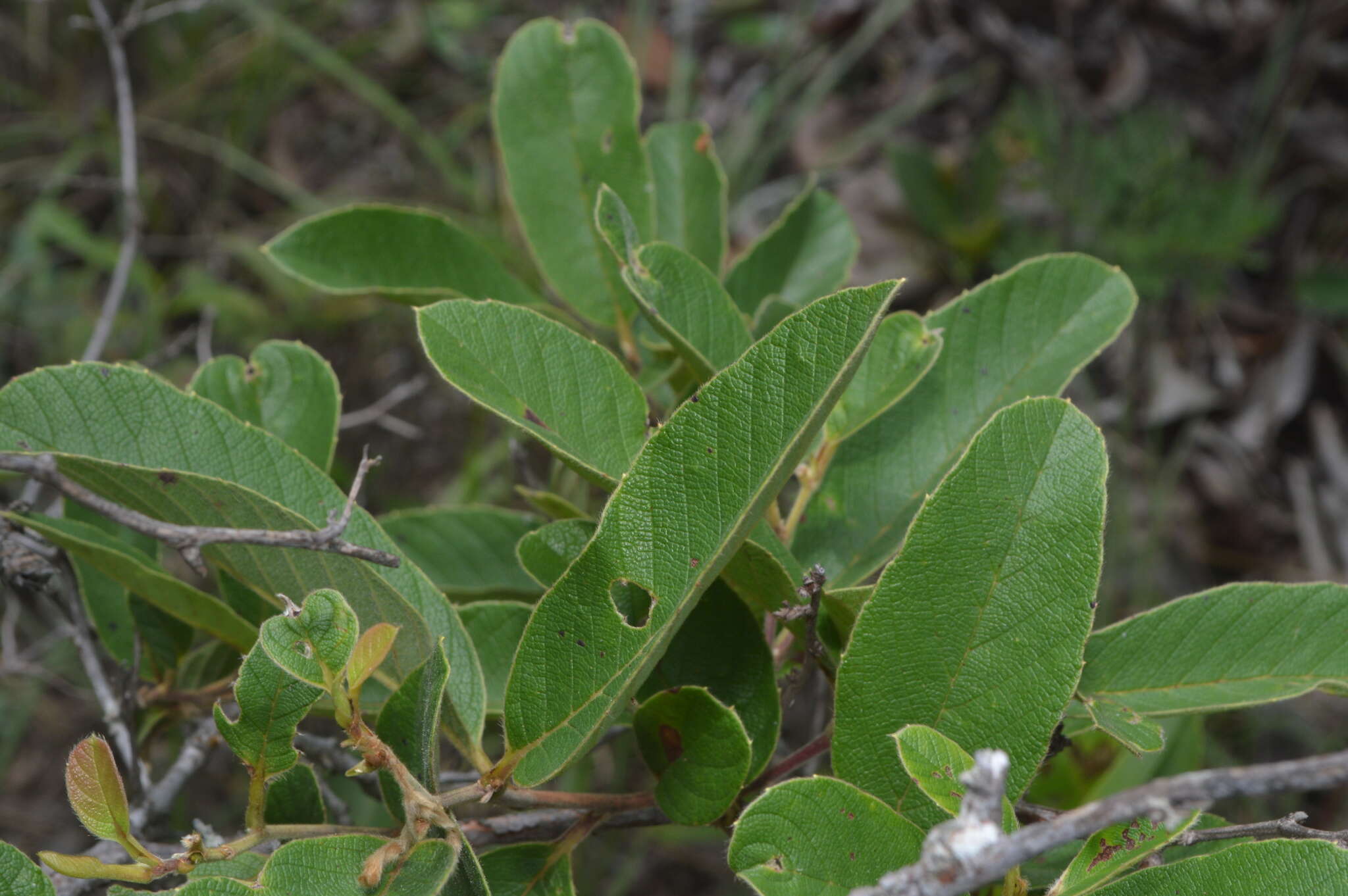 Imagem de Davilla elliptica St.-Hil.