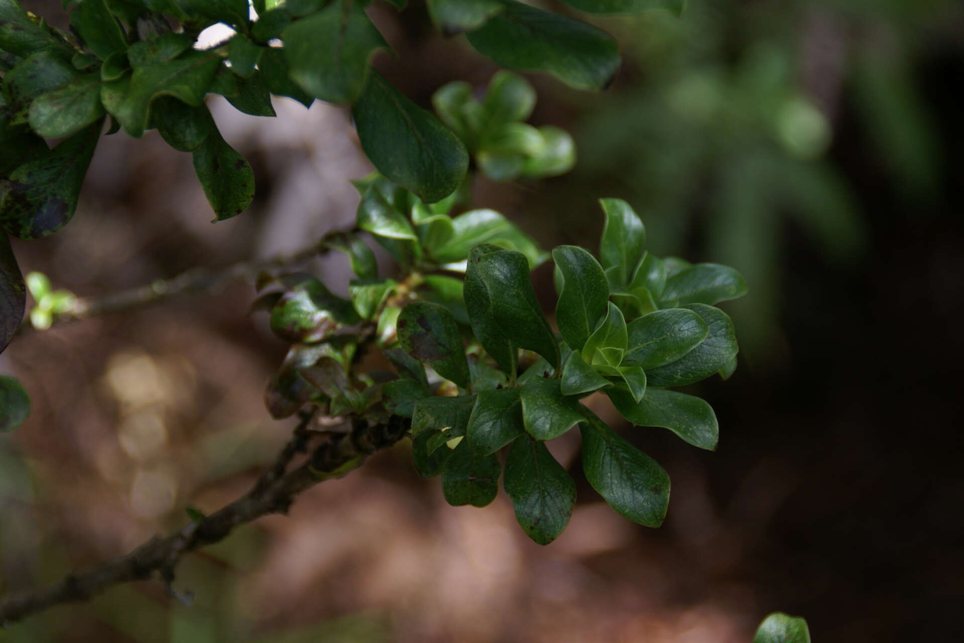 Image of Maui mirrorplant