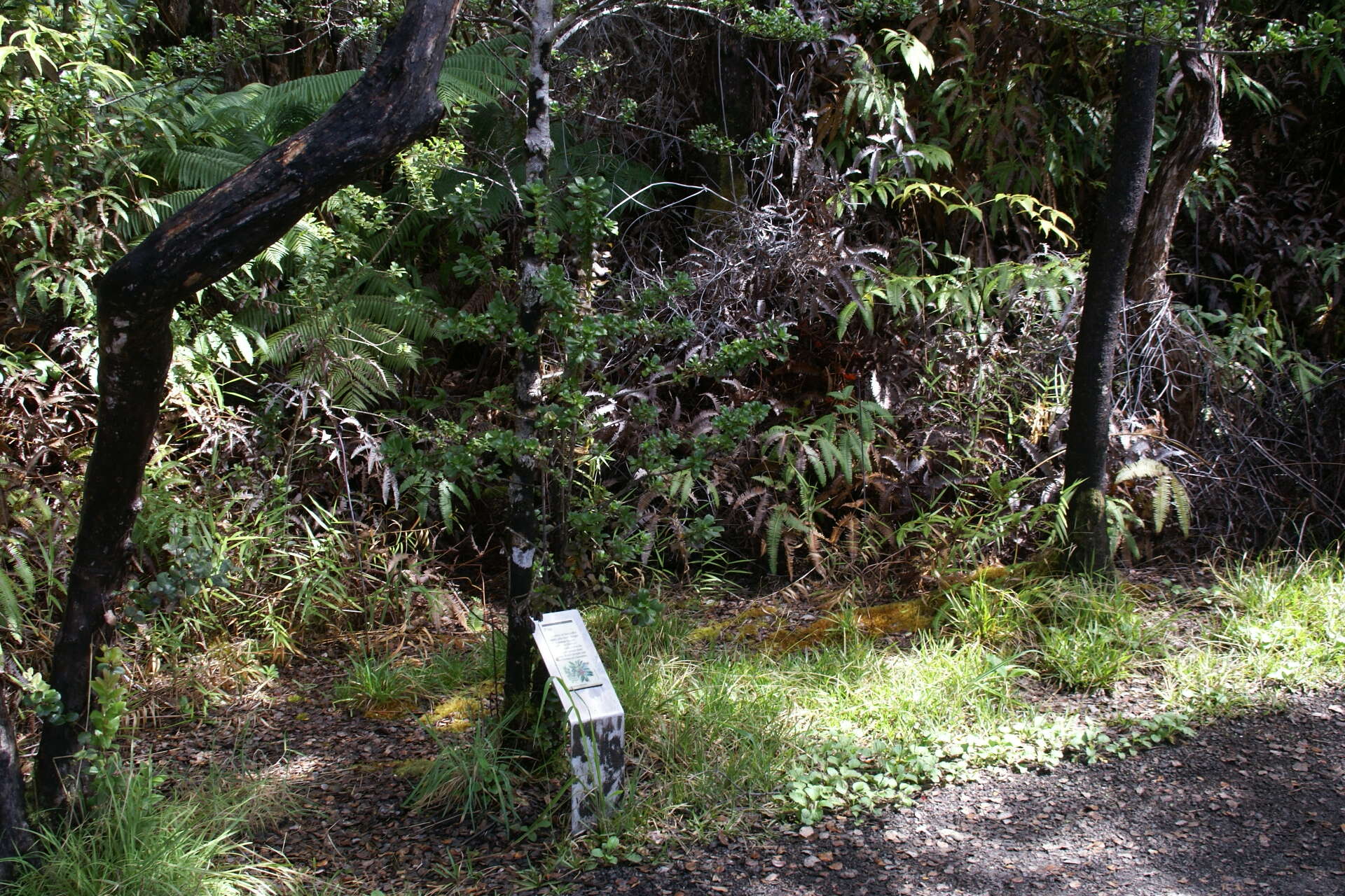 Image of Maui mirrorplant