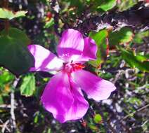 Image of Pelargonium elegans (Andr.) Willd.