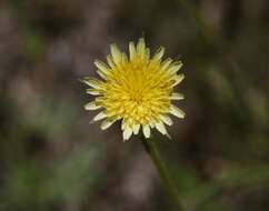 Image of grassland silverpuffs