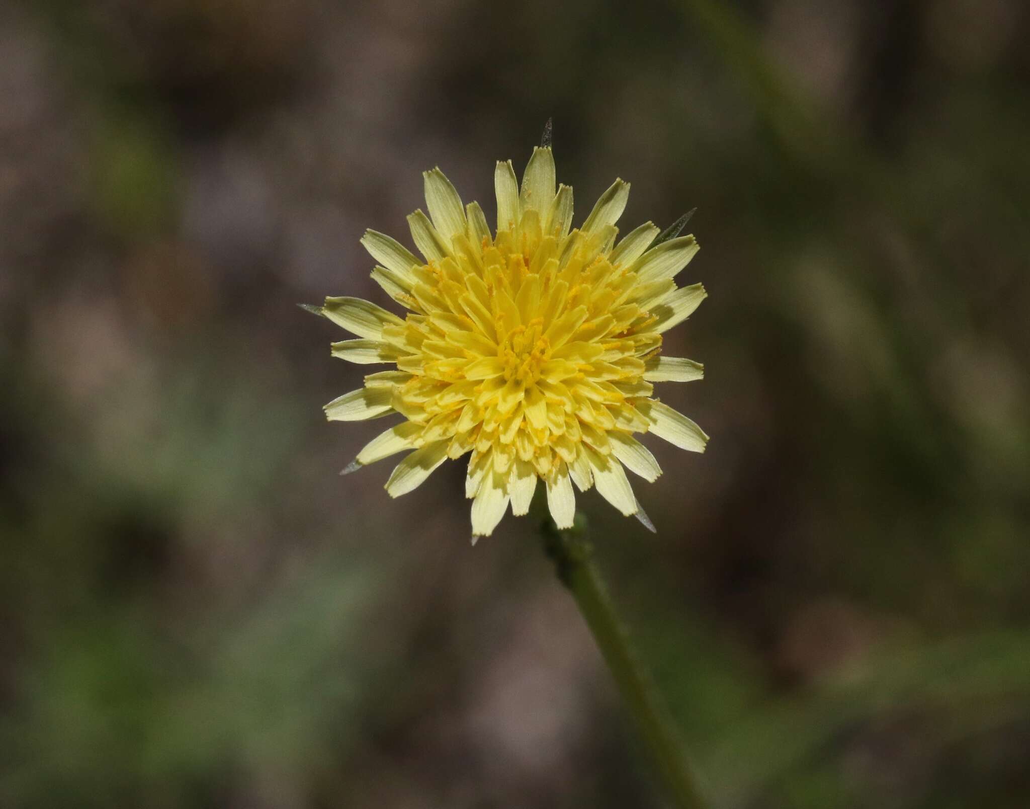 Image of grassland silverpuffs