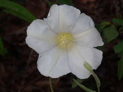 Image of Catesby's false bindweed