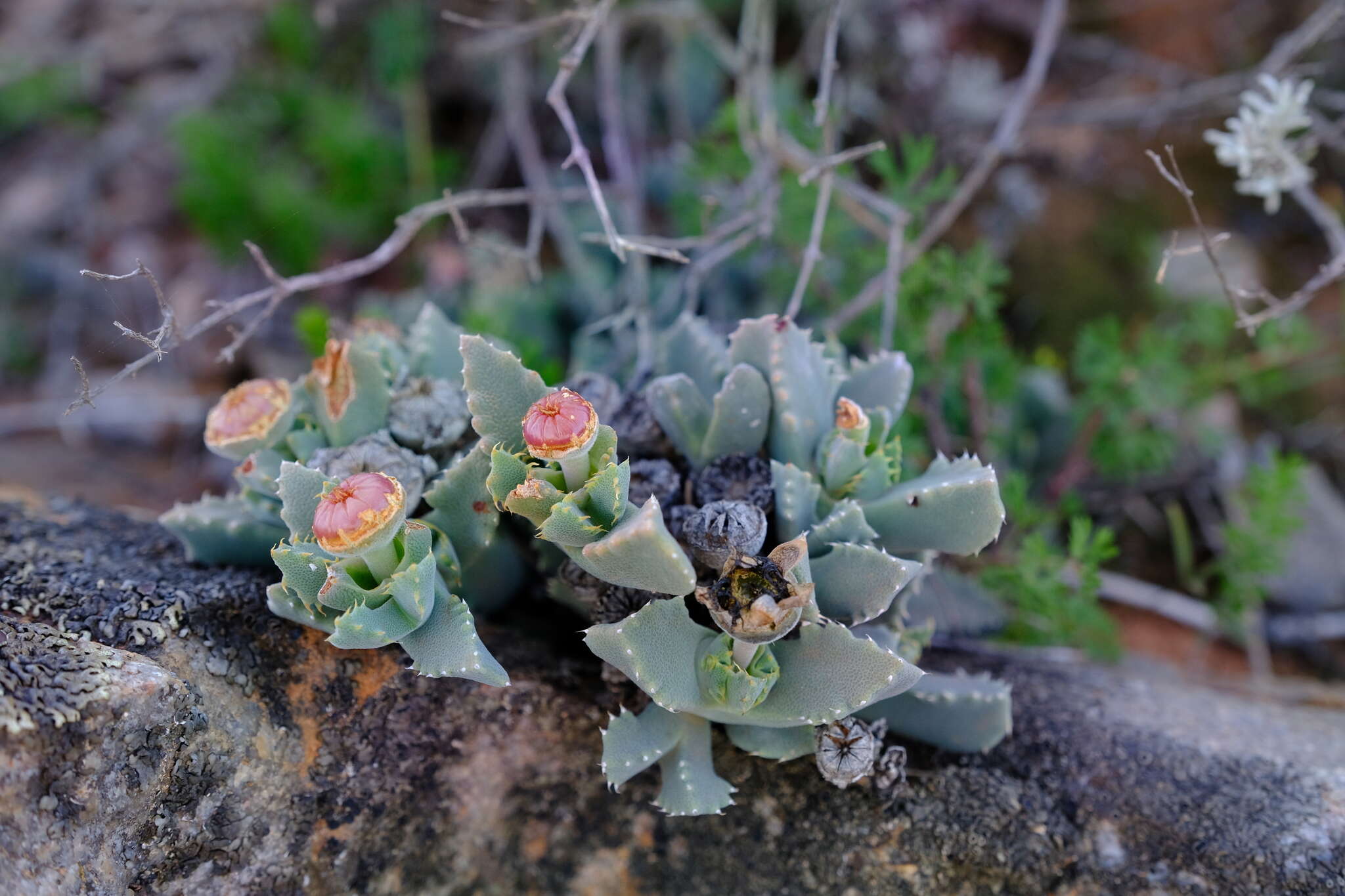 Image of Cheiridopsis spiculata R. F. Powell