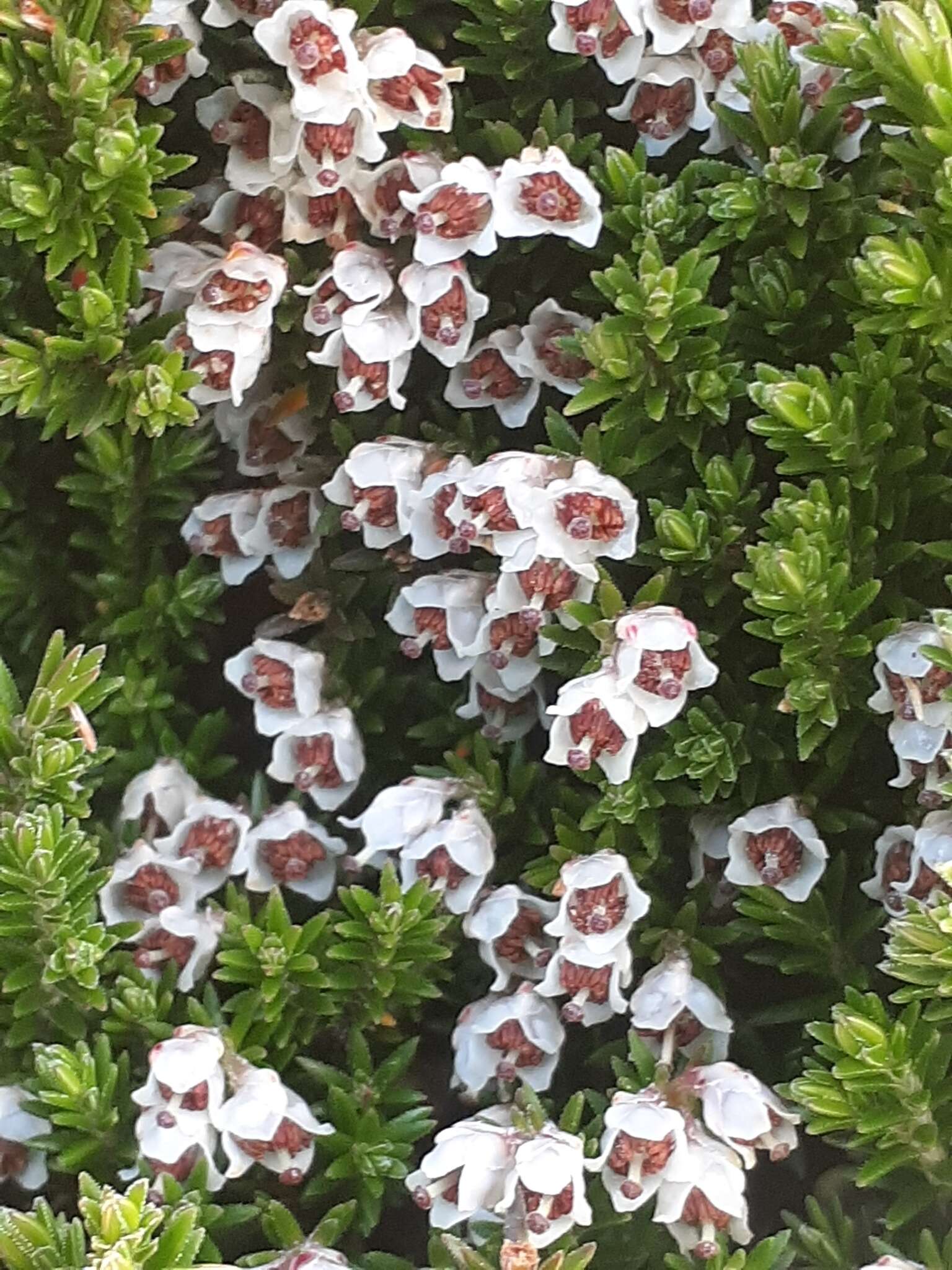 Image of Erica diosmifolia Salisb.