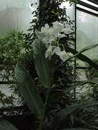 Imagem de Hedychium coronarium J. Koenig