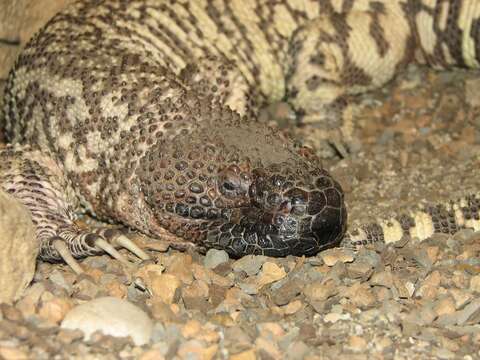 Image of Mexican Beaded Lizard