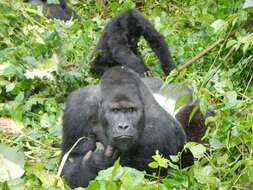 Sivun Gorilla beringei graueri Matschie 1914 kuva