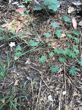 Image of cinquefoil geranium