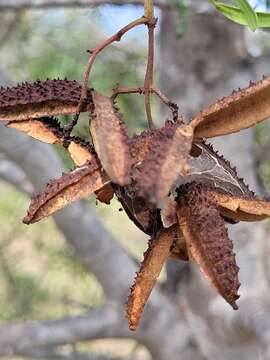 Image of Flindersia dissosperma (F. Müll.) Domin