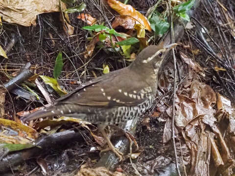 Image of Pied Thrush