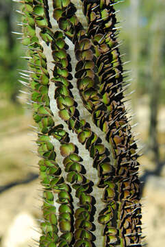 Image of Madagascan ocotillo